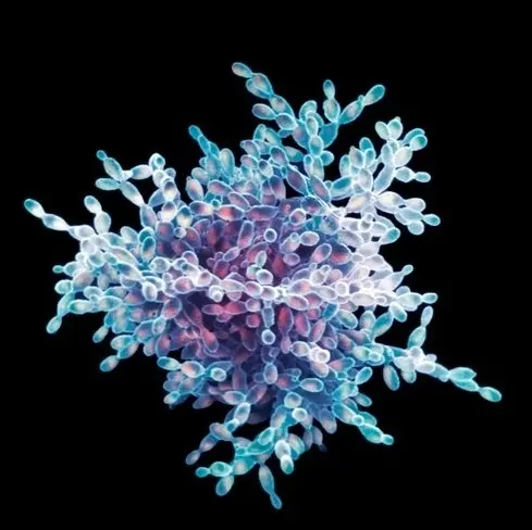 magnetised yeast cell