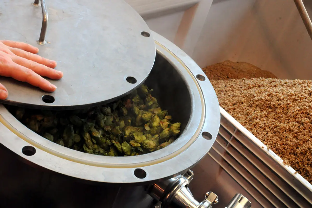 A hopback full of hop flowers