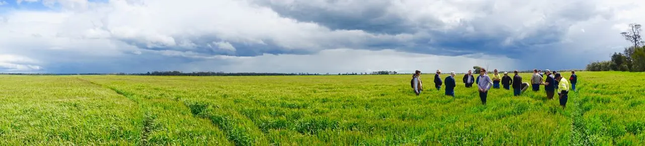 A snippet of Boolah Partnership's huge 24,000 hectares of crops