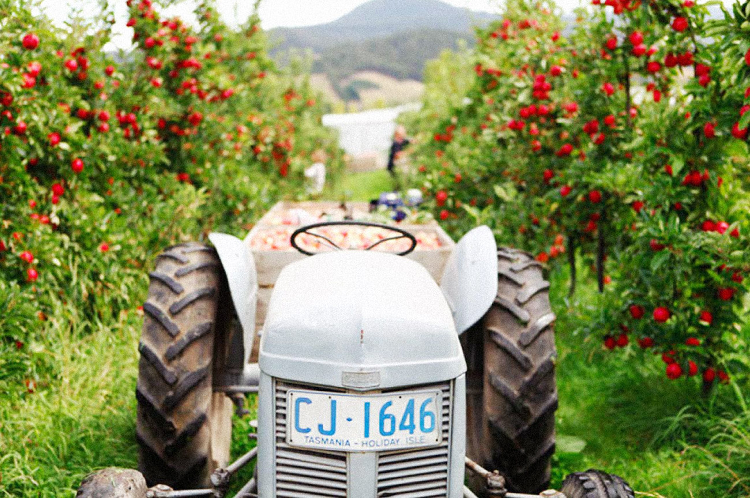 The Willie Smith's orchard in Huon Valley