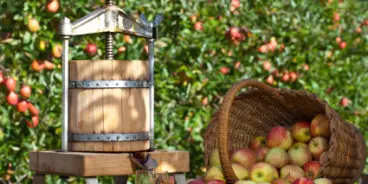 Freshly pressed Apple Juice