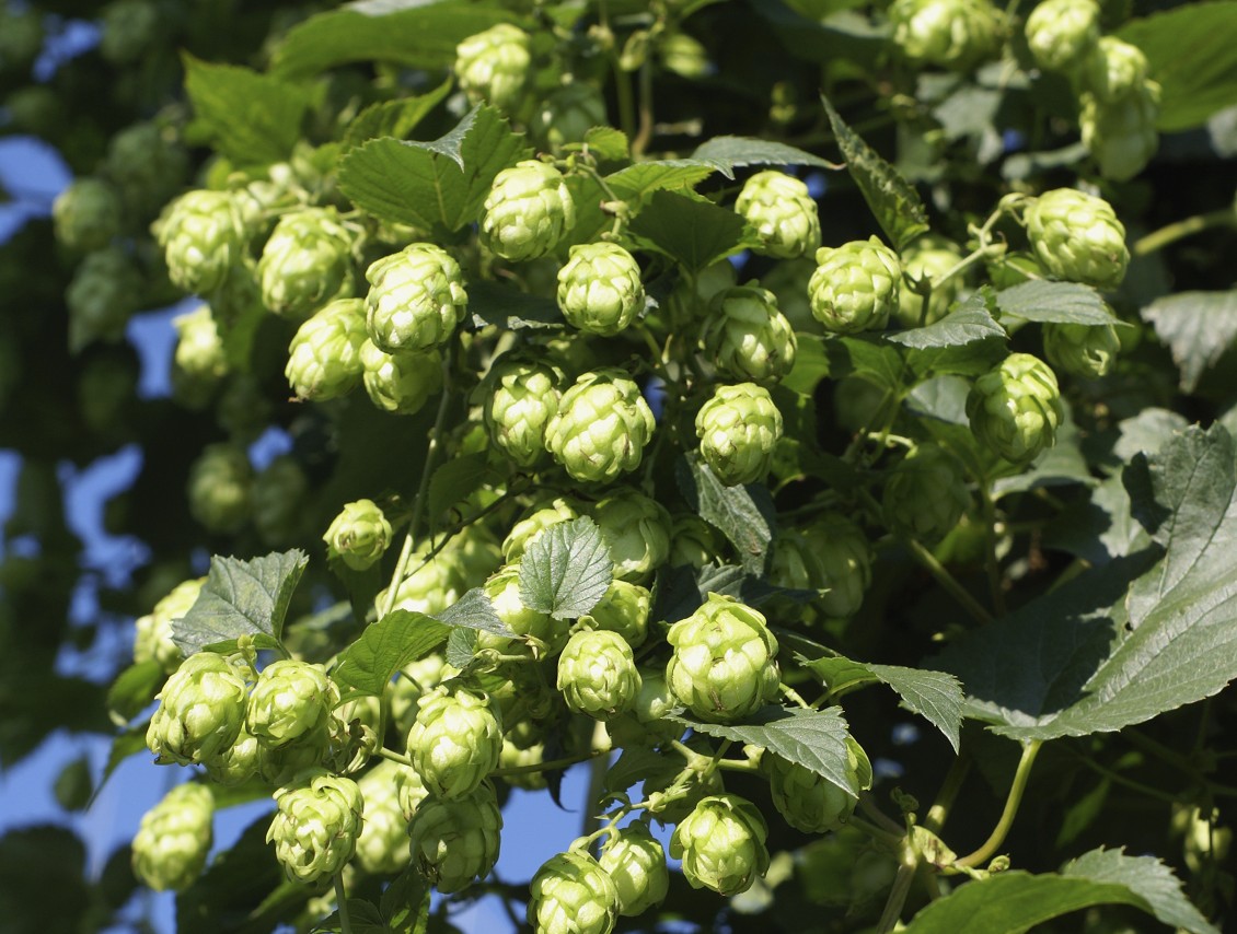 Hops truly are moreish: Charlie Bamforth – Brews News Australia