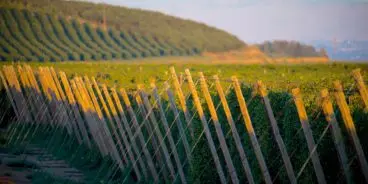 Yakima hop fields of YCH Hops