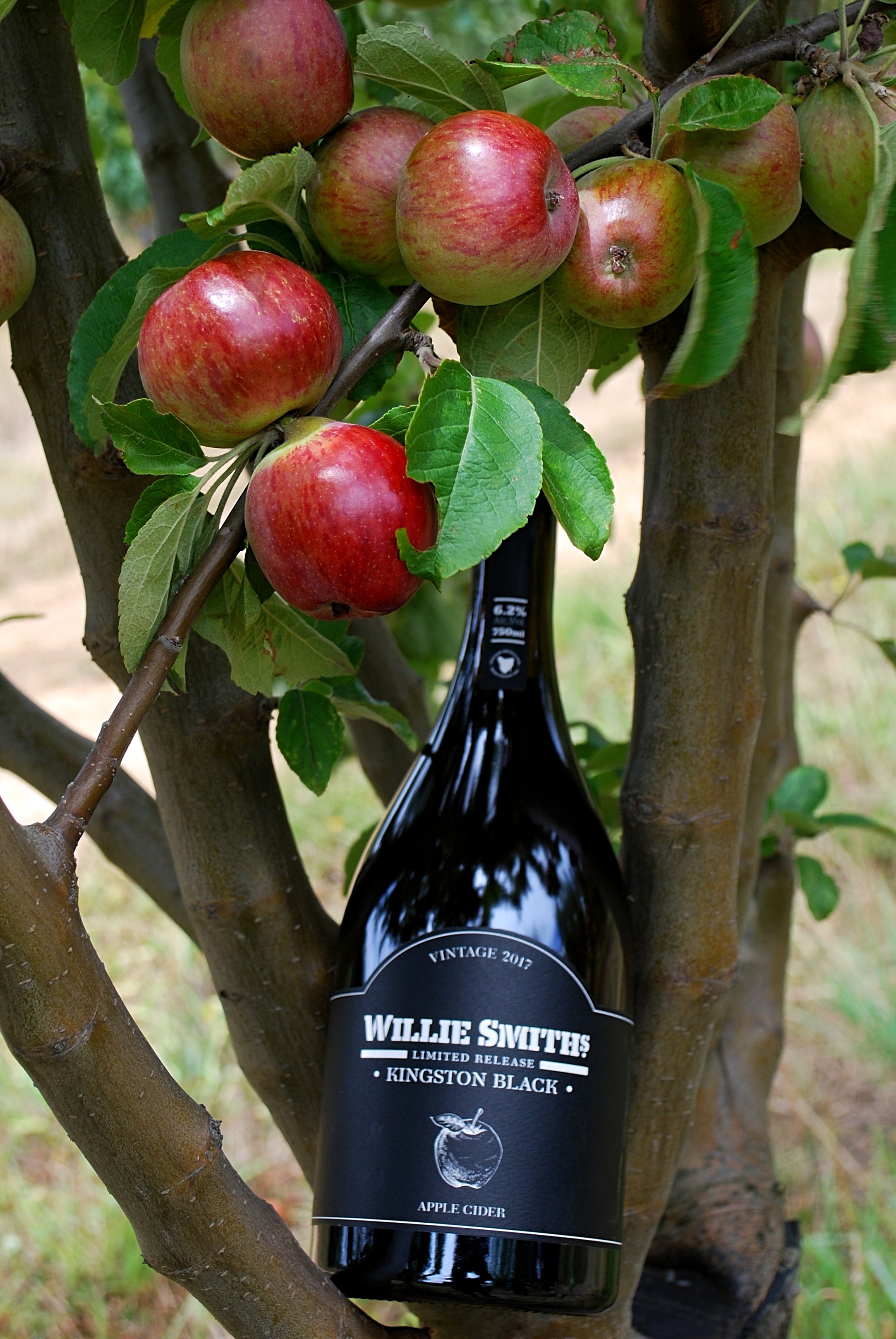 Willie Smith's limited release Kingston Black cider 