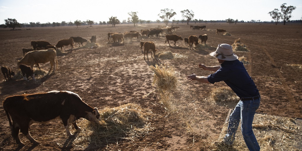 Angus Barclay in drought ravaged Warren. Picture Krystle Wright MUST CREDIT 2