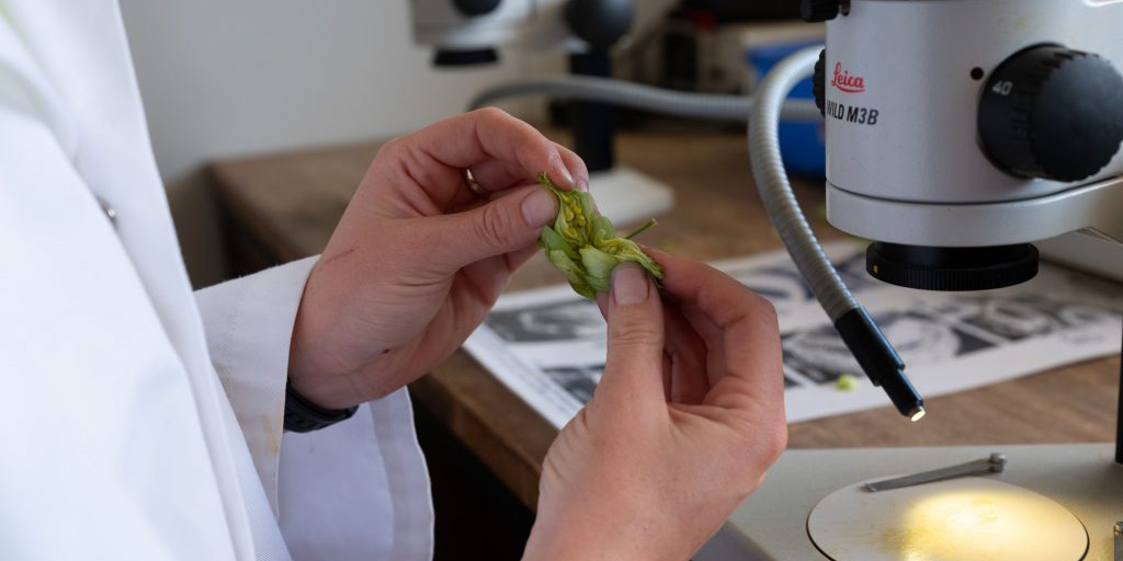 Hops being analysed in a lab