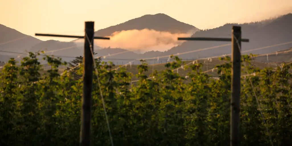 NZ Hops 1024x512 (2)