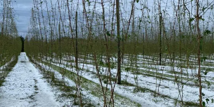 Hops_hail_ria_mcglashan_crop