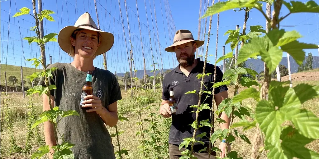 Ryefield Hops after bushfires