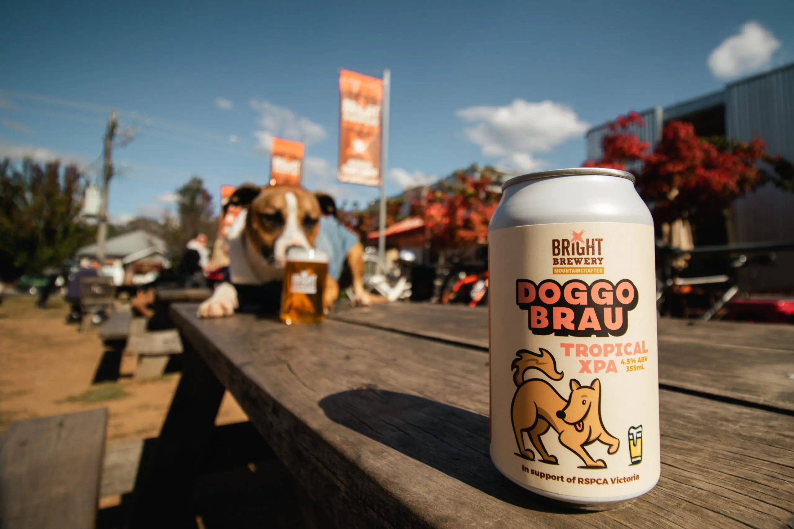 Doggobrau x RSPCA-05