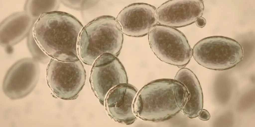 Beer yeast behaviour & characterisation