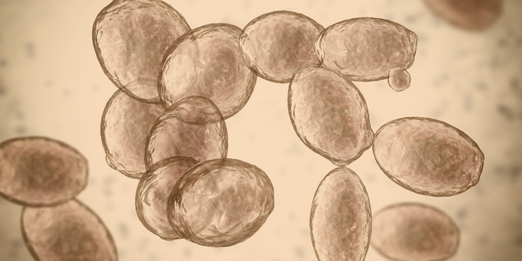 How is active dry yeast produced? Brews News Australia