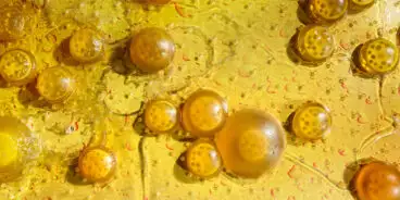 saccharomyces cerevisiae beer spoilage