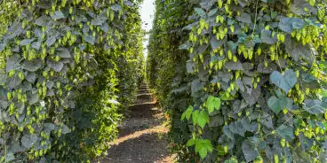 Elani hops field