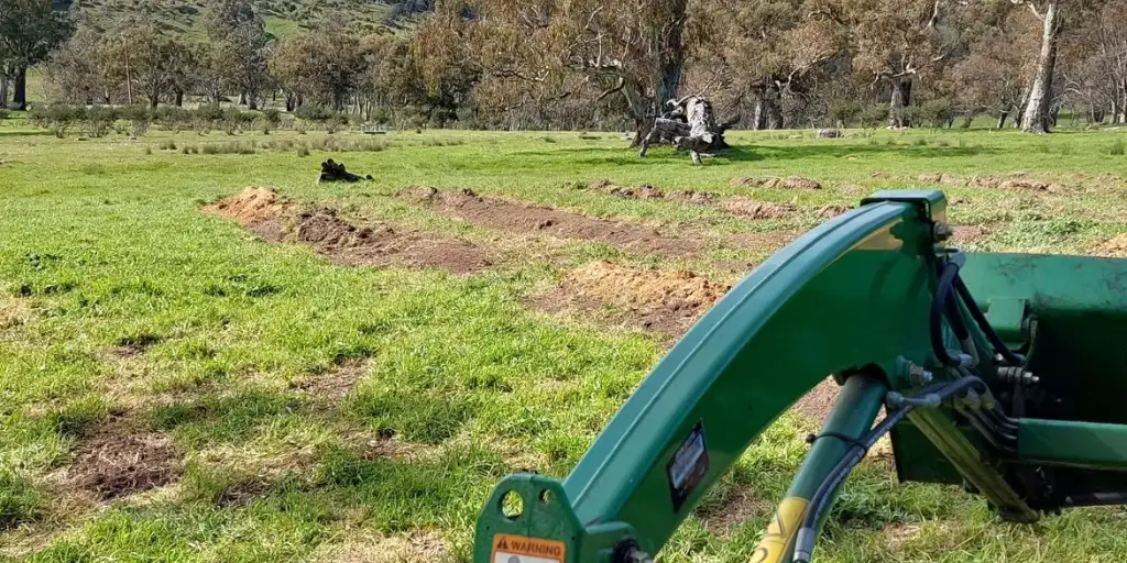 Silver Bark Brewery's hop farm 2