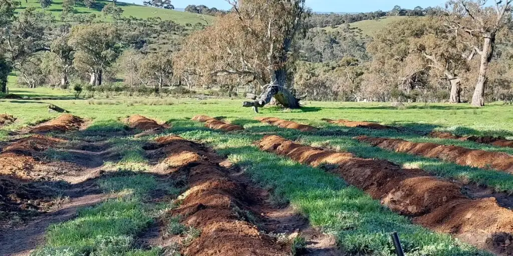 Silver Bark Brewery's hop farm 2