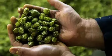 Barth_Haa_HPA_selection